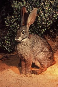 Riverine Rabbit.  Image courtesy of Tony Camacho.