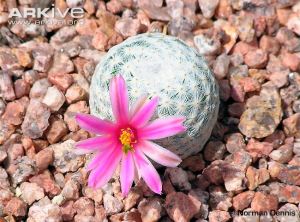 Golfball cactus. Photo by Norman Dennis, courtesy of www.arkive.org