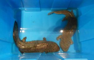 Chinese Giant Salamander for sale in a Chinese restaurant in 2013. Photo by Micromesistius, courtesy of Wikipedia.