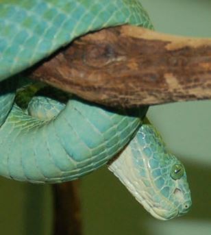Honduran pit viper